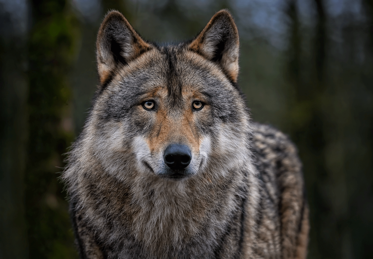 Grijze wolf in Nederland